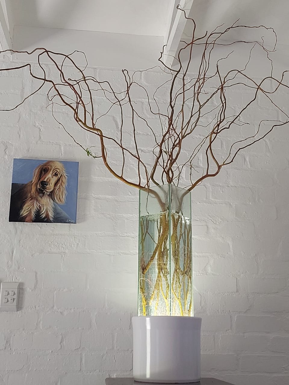 A finished HaloVase at home: a tall square glass vessel of clear water on a white cylindrical pedestal lit from within, thick willow roots suspended in the water, and bare curly willow branches twisting out above it against a white painted brick wall, beside a small painted portrait of Daphy.