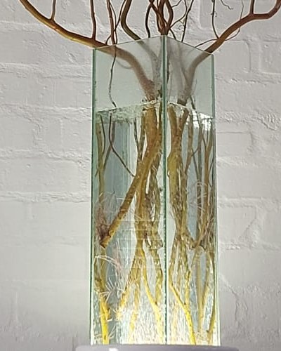 Close view of the square glass vessel: tan willow stems and pale feeding roots suspended in clear water, lit from below.